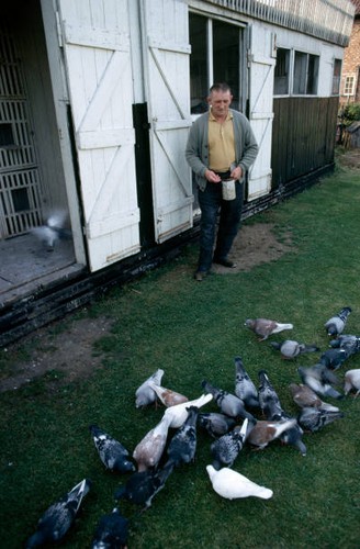 Yorkshire miner racing pigeons