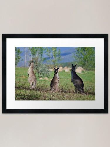 Joey interest framed art print - joey,