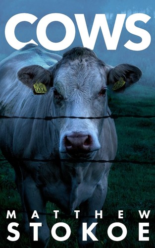 Cows matthew stokoe - by, mr