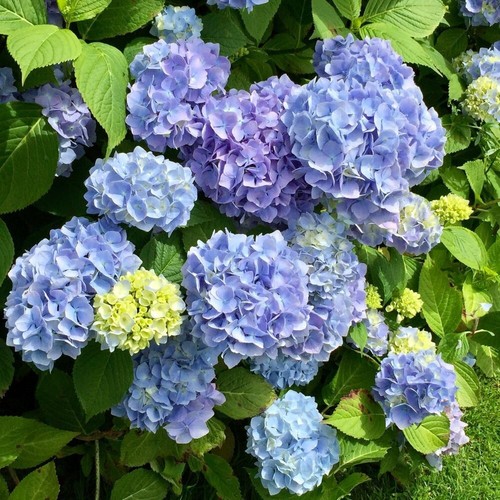Hydrangea early blue 9cm pots - hydrangea,