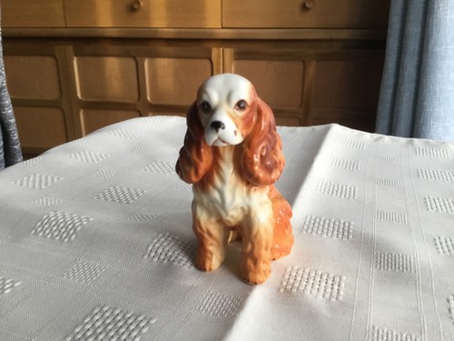 Brown and white - , spaniel