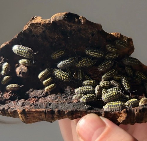 Armadillidium gestroi x10 - armadillidium,