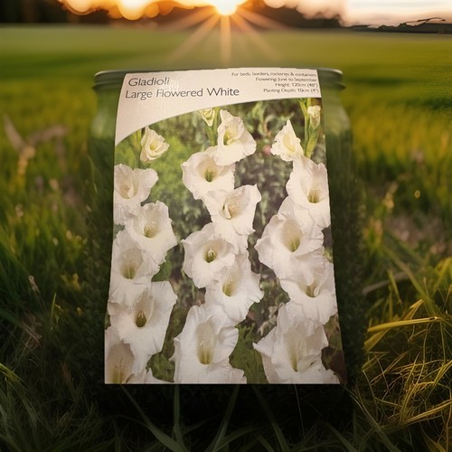 White gladioli bulbs - white, –