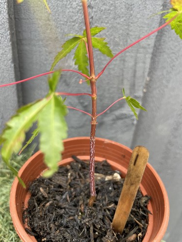 Japanese maple acer palmatum - maple,