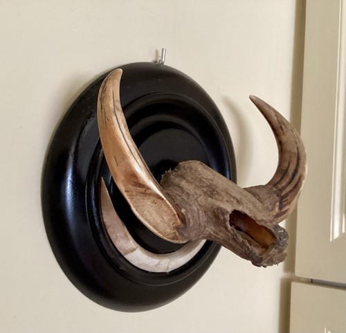 Antique taxidermy trophy - taxidermy,