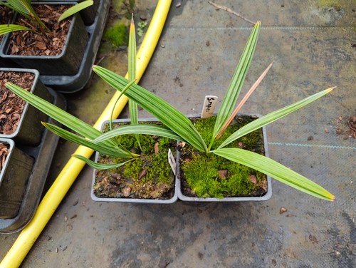 Serenoa repens silver - serenoa,