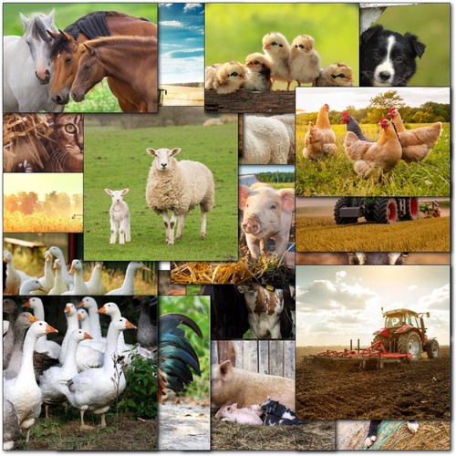 Doodlecards pack farming - pack,