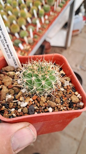 Neoporteria curvispina
