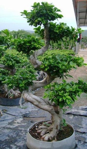 Shape ficus microcarpa - s,
