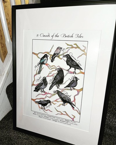 Crow corvid magpie - corvid, raven