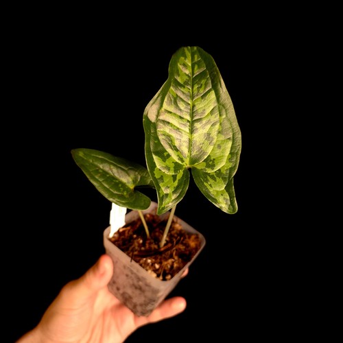 Hapaline celatrix very rare - hapaline,