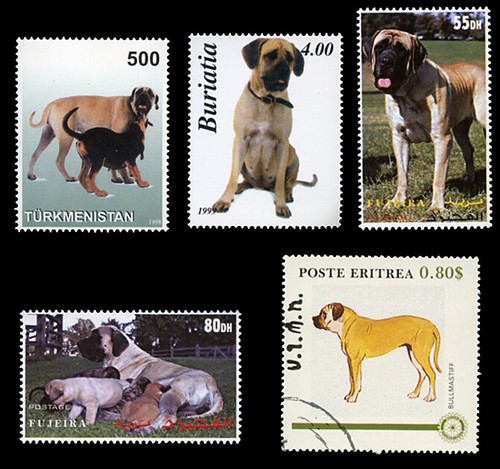 Mastiff old english dog - english,