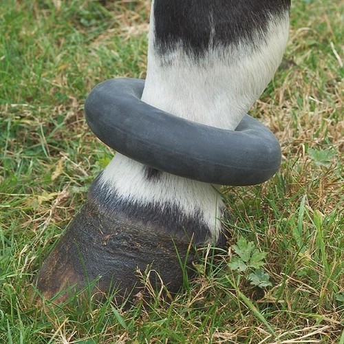Horse pony rubber sausage - sausage, boot