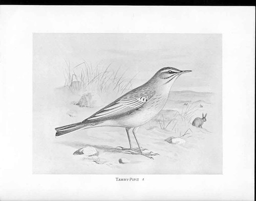 Antique old print c1898 birds - antique,