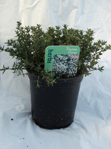 Thyme orange herb - orange,