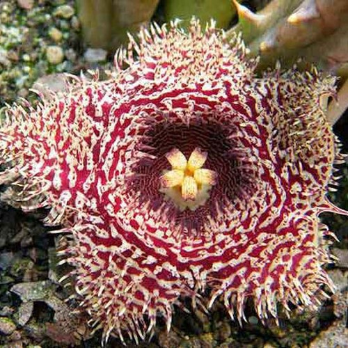 Huernia hystrix seeds - 10,