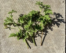 3 X Very Healthy Lemon Rose