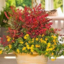 Nandina domestica Heavenly