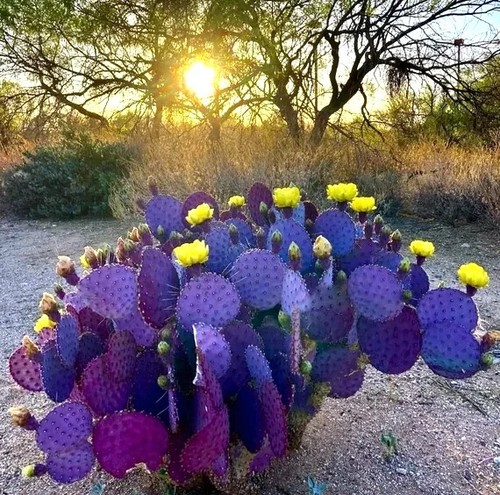 Purple cactus seeds - 10,