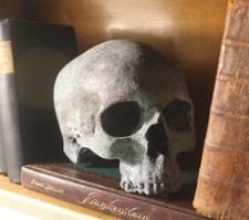 Human Skull Anatomical Medical