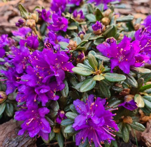 Rhododendron dwarf perennial