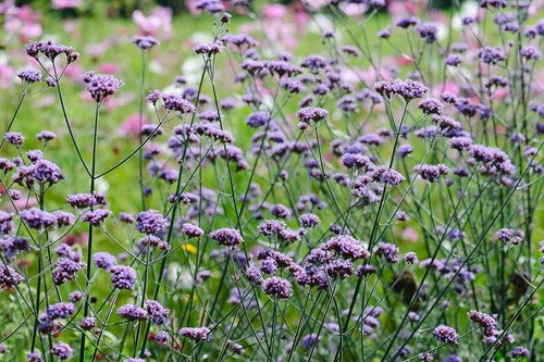 Verbena bonariensis 9cm pot - verbena,
