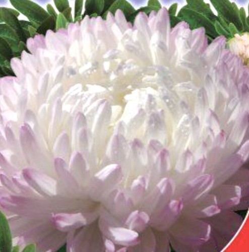 150 early aster silver - x,