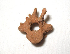 Pleistocene Macropus extinct