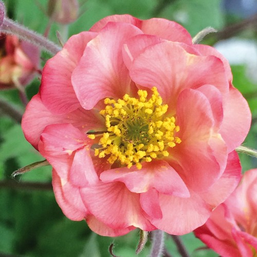 Geum flames passion red - flames,