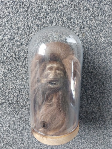 Halloween shrunken head - halloween,