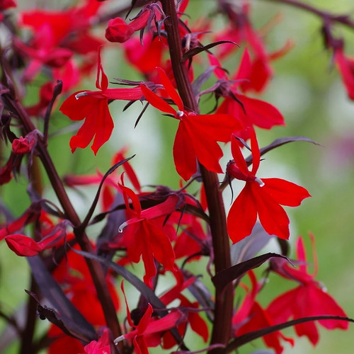 Lobelia cardinalis marginal - lobelia,