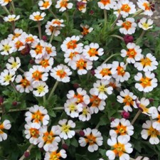Night Scented Phlox ‘Orange