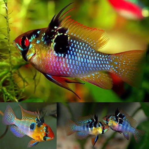 German blue rams - german,