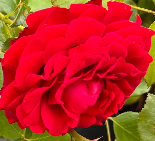 First class 4l potted - first,