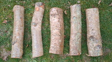 Silver birch logs solid