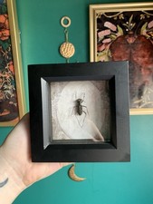 Tiger Beetle Gothic Style