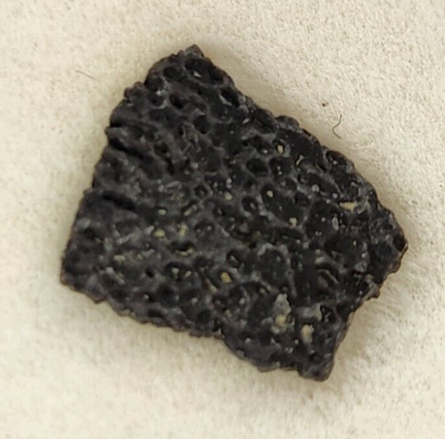 Hadrosaur egg shell fossil - egg,