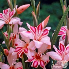 Hardy Gladiolus Impressive 10