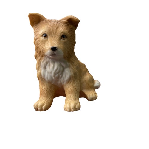Homco collie sheltie puppy - sheltie, dog