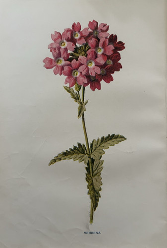 Antique print verbena c1910 - print,