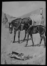 BLACK BEAUTY NO3 1909 ILLUSTRATION ANNA SEWELL Magic Lantern Slide HORSE HORSES