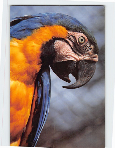 Postcard blue gold macaw - gold,