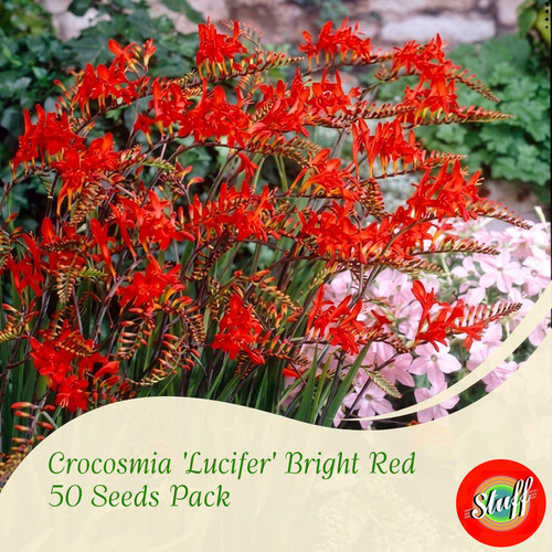 Crocosmia lucifer 50 seeds - 50,