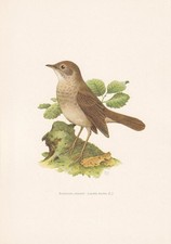 1960 THRUSH NIGHTINGALE Bird