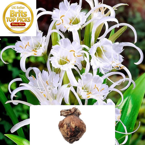 Festalis ismene bulb peruvian - festalis,