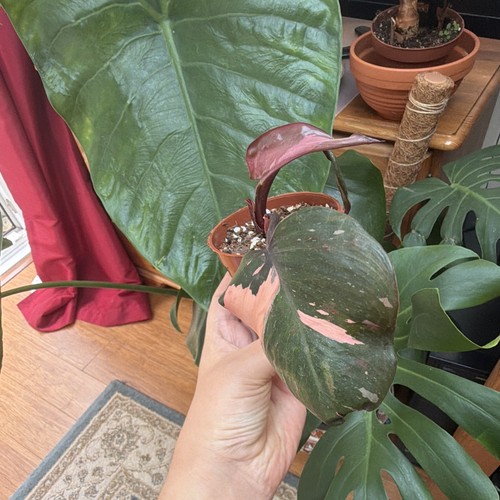 Live philodendron potted - philodendron,