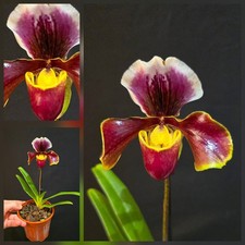 Paphiopedilum American Hybrid