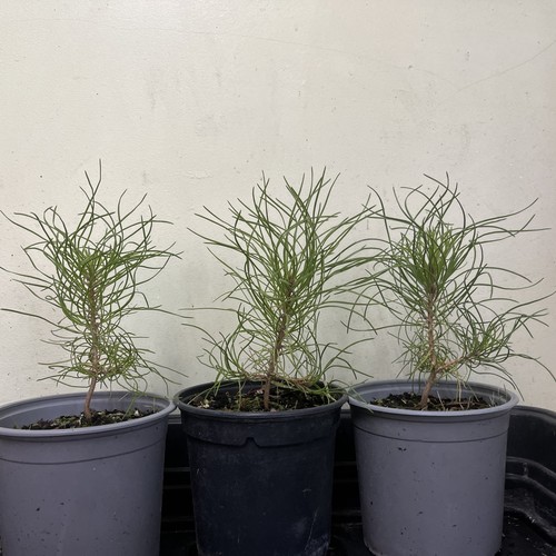 Corsican pine tree saplings - corsican,