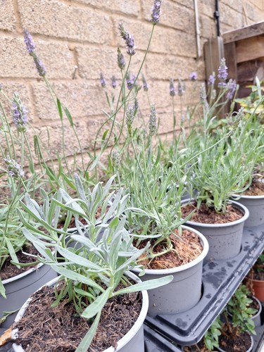 English lavender angustifolia - lavender,