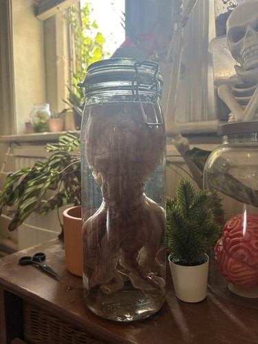 Wet specimen octopus - specimen, taxidermy